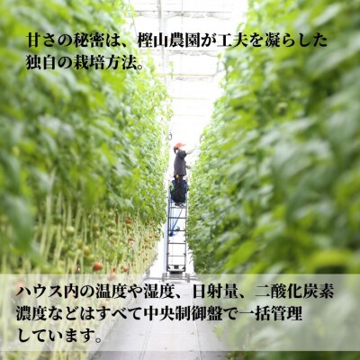 【先行受付】 ※2025年春発送 3月発送 トマト 1kg Sサイズ 20個 24個 冷蔵 珊瑚樹 