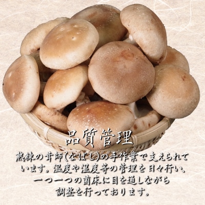 しいたけ 1kg 冷蔵 国産 徳島県 全国生産量1位 椎茸 しいたけ きのこ 肉厚 濃厚 家庭用