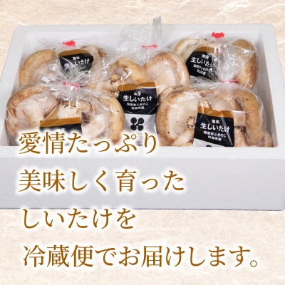 しいたけ 1kg 冷蔵 国産 徳島県 全国生産量1位 椎茸 しいたけ きのこ 肉厚 濃厚 家庭用