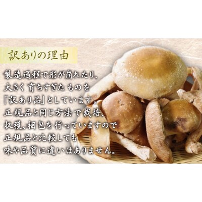 訳あり しいたけ 3kg 冷蔵 国産 徳島県 全国生産量1位 シイタケ 椎茸 生しいたけ きのこ