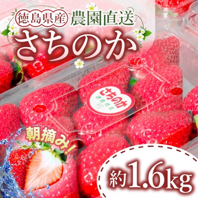 いちご さちのか 計1.6kg 8パック 徳島 小松島 【発送開始】