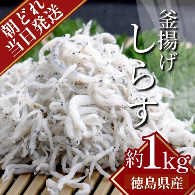 【2025年6月下旬より順次発送】しらす 冷蔵 1kg (500g×2パック) 徳島 小松島
