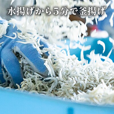 【6月末から12月中旬まで発送】しらす 冷蔵 1kg (500g×2パック) 徳島 小松島