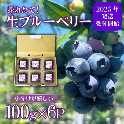 【2025年6月より順次発送】 ブルーベリー 600g (100g×6P) 徳島 小松島