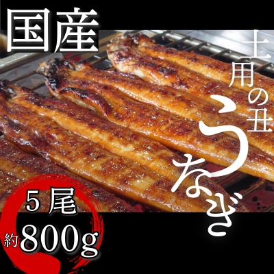 【2週間配送】 国産 うなぎ 蒲焼 5尾(約800g)冷蔵