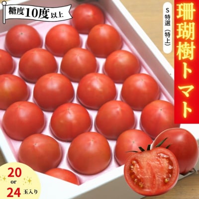 【2027年先行受付】珊瑚樹トマト S特選 約1kg【糖度10度以上】※2027年春発送<4月発送>