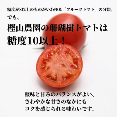 【2027年先行受付】珊瑚樹トマト S特選 約1kg【糖度10度以上】※2027年春発送<4月発送>