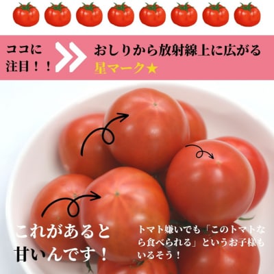 【2027年先行受付】珊瑚樹トマト S特選 約1kg【糖度10度以上】※2027年春発送<4月発送>