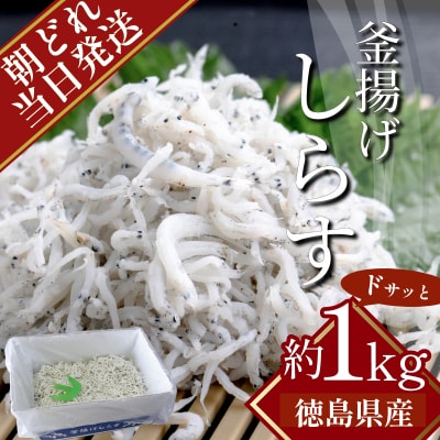 【6月~12月初旬まで発送】 しらす 冷蔵 1kg (小分けなし) 徳島 小松島