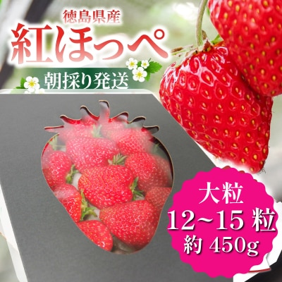 いちご 紅ほっぺ 贈答用 大粒 12～15粒入り 約450g 冷蔵 朝採れ 苺 春 旬 四国 徳島 