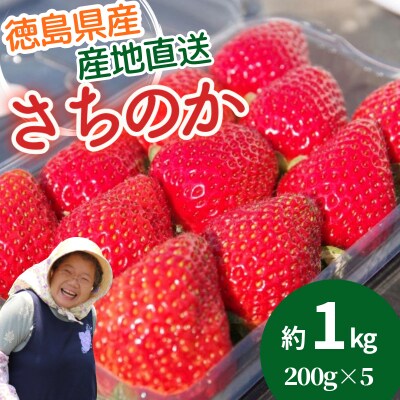 いちご さちのか 約1kg 約200g×5パック 朝摘み発送 小松島 【2026年1月より順次発送】