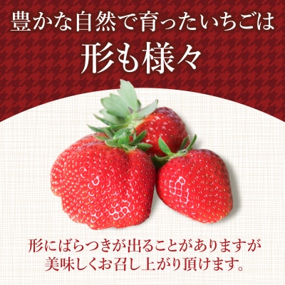 いちご さちのか 約1kg 約200g×5パック 朝摘み発送 小松島 【2026年1月より順次発送】
