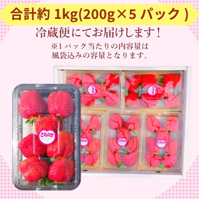 いちご さちのか 約1kg 約200g×5パック 朝摘み発送 小松島 【2026年1月より順次発送】