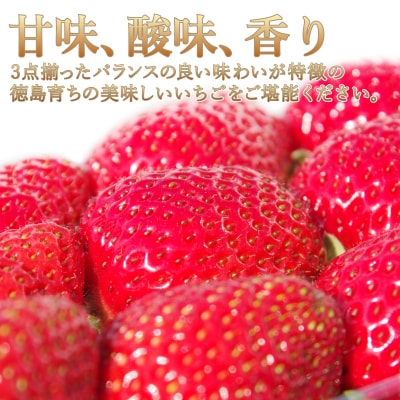 いちご さちのか 大粒 2パック 計800g前後 【2026年1月より順次発送】