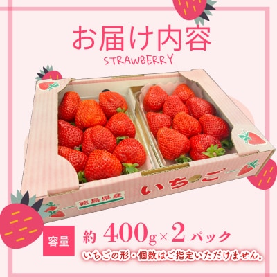 いちご さちのか 大粒 2パック 計800g前後 【2026年1月より順次発送】