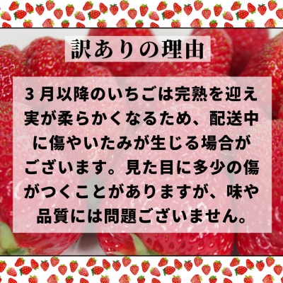 【訳あり】 いちご 紅ほっぺ 大粒 560g以上 ( 約280g × 2パック )  苺 イチゴ