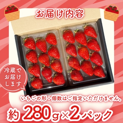 【訳あり】 いちご 紅ほっぺ 大粒 560g以上 ( 約280g × 2パック )  苺 イチゴ