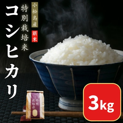 【2025年9月順次発送】 令和7年産 新米 白米 コシヒカリ 3kg 特別栽培米 
