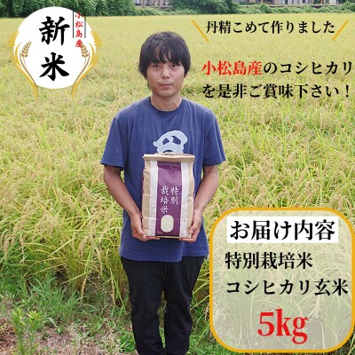 【2026年9月より順次発送】コシヒカリ 玄米 5kg 特別栽培米 新米 一等米 こめ お米 健康