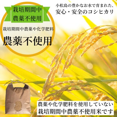 【2026年9月順次発送】 栽培期間中農薬不使用 コシヒカリ玄米 3kg 玄米 米 化学肥料不使用