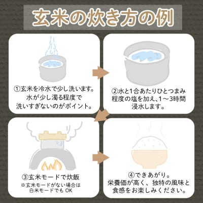 【2025年9月順次発送】 栽培期間中農薬不使用 コシヒカリ玄米 3kg 玄米 米 化学肥料不使用