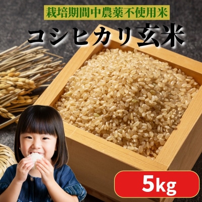 【2025年9月順次発送】 栽培期間中農薬不使用 コシヒカリ玄米 5kg 玄米 米 化学肥料不使用