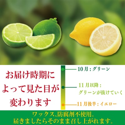 【2025年10月順次発送】 レモン 1.2kg (10～12個)  