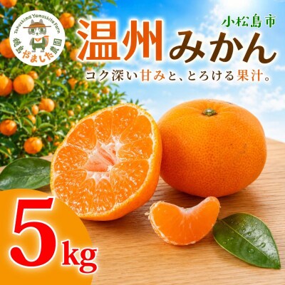 【先行予約】 【2026年12月順次発送】 温州みかん 5kg みかん  完熟 柑橘 果物 フルーツ
