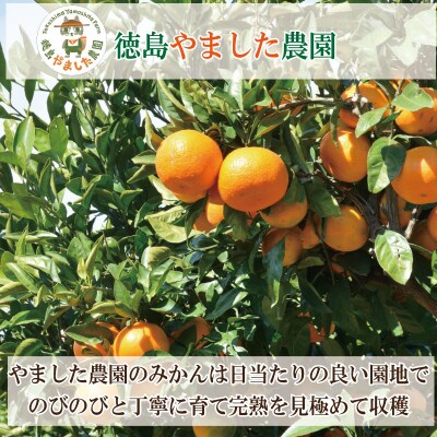 【先行予約】 【2026年12月順次発送】 温州みかん 5kg みかん  完熟 柑橘 果物 フルーツ