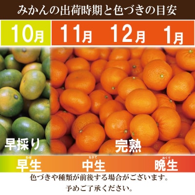 【2025年10月順次発送】温州みかん 10kg  みかん 温州みかん 完熟 徳島 小松島