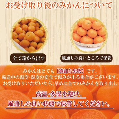 【2025年10月順次発送】温州みかん 10kg  みかん 温州みかん 完熟 徳島 小松島