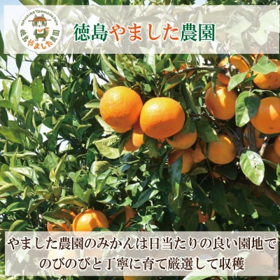 【2025年9月順次発送】 極早生みかん5kg  みかん 温州みかん 極早生 早生 国産 徳島