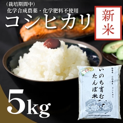 【令和7年産新米先行受付】お米 5kg コシヒカリ 新米 令和7年産 米 こめ ご飯 ごはん