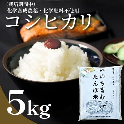 【令和7年産先行受付】お米 5kg コシヒカリ  令和7年産 米 こめ ご飯 ごはん