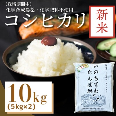【令和7年産新米先行受付】お米 10kg コシヒカリ 新米 令和7年産 米 こめ ご飯 ごはん