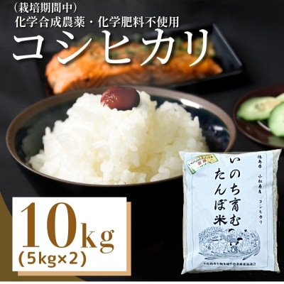 【令和7年産先行受付】お米 10kg コシヒカリ  令和7年産 米 こめ ご飯 ごはん