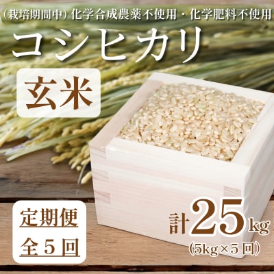 【令和7年産】　玄米 定期便 5回 米 コシヒカリ 計25kg 5kg × 5回 お米 おこめ