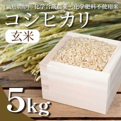 【令和7年産先行受付】玄米 5kg コシヒカリ  令和7年産 米 こめ ご飯 ごはん