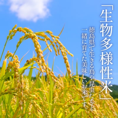 【令和7年産先行受付】玄米 5kg コシヒカリ  令和7年産 米 こめ ご飯 ごはん