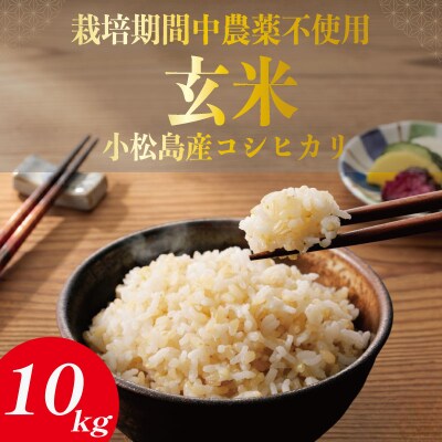 【栽培期間中農薬不使用】玄米 10kg コシヒカリ  令和7年産 米 こめ ご飯 ごはん