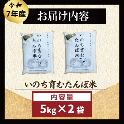 【令和7年産先行受付】玄米 10kg コシヒカリ  令和7年産 米 こめ ご飯 ごはん
