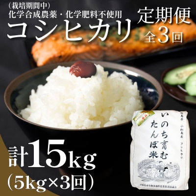 【令和7年産新米】 定期便 3回 米 コシヒカリ 計15kg 5kg × 3回 白米 お米 おこめ 