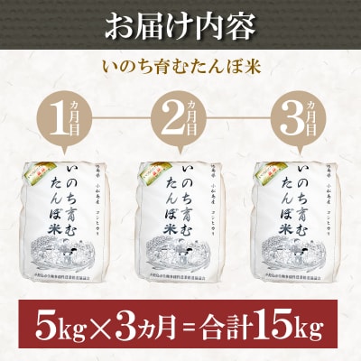 【令和7年産新米】 定期便 3回 米 コシヒカリ 計15kg 5kg × 3回 白米 お米 おこめ 