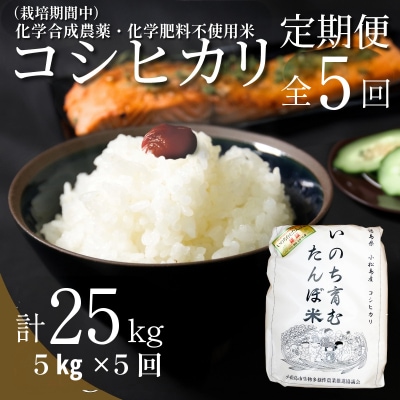 【令和7年産】 定期便 5回 米 コシヒカリ 計25kg 5kg × 5回 白米 お米
