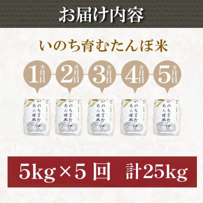【令和7年産新米】新米 定期便 5回 米 コシヒカリ 計25kg 5kg × 5回 白米 お米