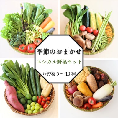 季節のエシカル野菜詰め合わせセット(5～10種) 国産 おまかせ 産地直送  小松島産 季節限定