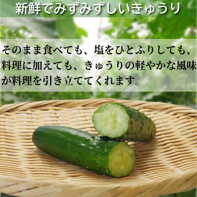 お得セット きゅうり 小松島市 きゅうり 朝採れ 5kg以上(54本)新鮮 秀品 野菜