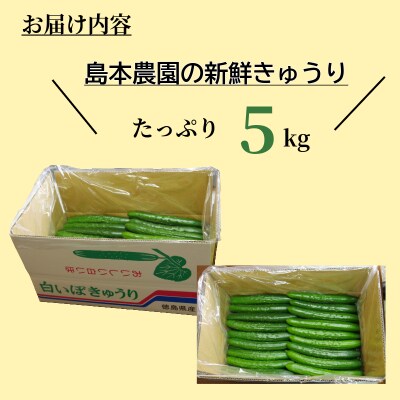 きゅうり 秀品 5kg以上(54本)新鮮 朝採れ きゅうり 小松島市