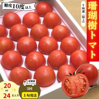 珊瑚樹 トマト S特選 定期便 1kg×3回 計3kg 2027年3月上旬から発送 先行予約
