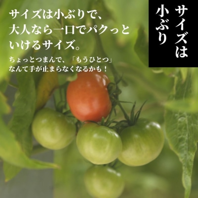 珊瑚樹 トマト S特選 定期便 1kg×3回 計3kg 2027年3月下旬から発送 先行予約